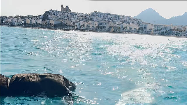 Alarma y preocupaci�n en Espa�a por un ins�lito animal que aparece flotando en las costas del Mediterr�neo: 'Es terrestre'