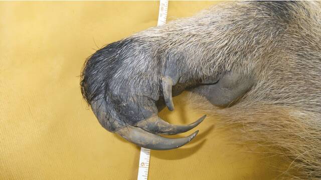 La evolucin no para de crear a la misma bestia depredadora en distintos continentes y los cientficos no saben explicarlo