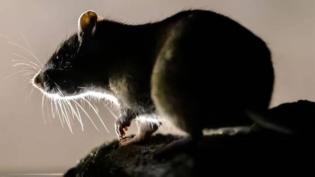 Alarma y preocupacin en Europa por invasin de ratas gigantes: 'Tienen el tamao de un gato'