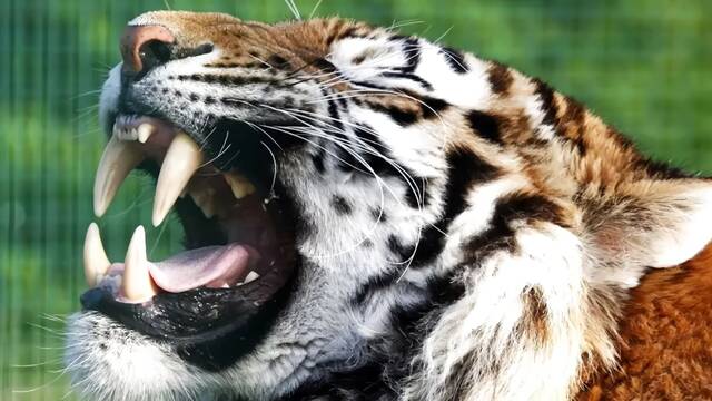 Un zoo en Dinamarca hace arder las redes por pedir que dones tu mascota� para alimentar a bestias como leones y tigres