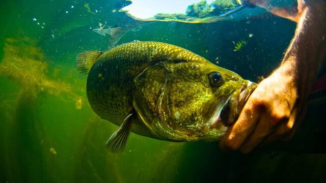 Unos pescadores trajeron la perca americana a Espa�a en 1955: 70 a�os despu�s, la temida black bass es la peor especie invasora