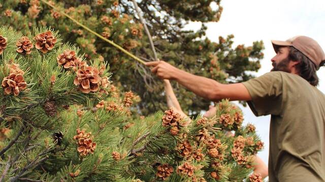80 a�os despu�s, una plaga imparable obliga a cerrar una m�tica granja de frutos secos y pone en peligro cultivos de Italia