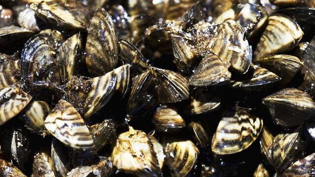 Miles de mejillones cebra invasores llegaron al Ebro en 2001: 25 a�os despu�s, colapsan tuber�as y estructuras en toda Espa�a