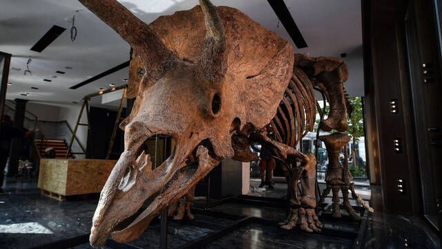Subastan un fsil gigante de triceratops por ms de un milln de dlares