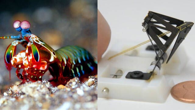 Este pequeo robot artificial imita el poderoso puetazo de la gamba mantis