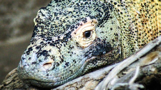 El dragn de Komodo est en peligro de extincin por el cambio climtico