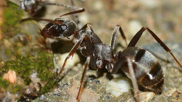 Los dientes de las hormigas están recubiertos de metal y permiten una fuerte mordedura