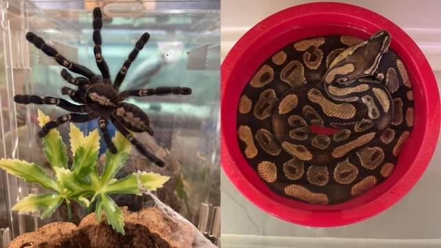 Encuentran un piso con 19 tar�ntulas ilegales y una serpiente pit�n en Estados Unidos