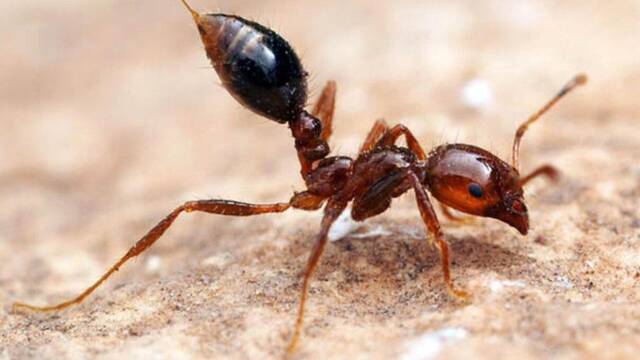Cientficos alertan a Espaa: La hormiga roja de fuego llega a Europa y su veneno puede ser mortal