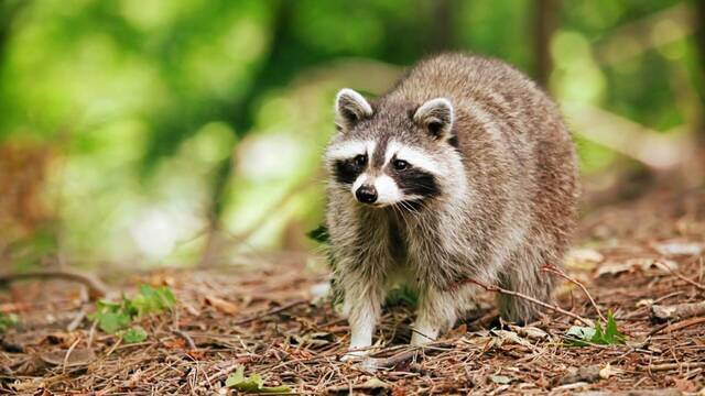 El problema de los mapaches en Espaa empieza a ser grave y son un riesgo para la fauna ibrica