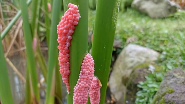 Alerta en Espaa por la aparicin de estos misteriosos huevos rosas de una especie prohibida en Europa