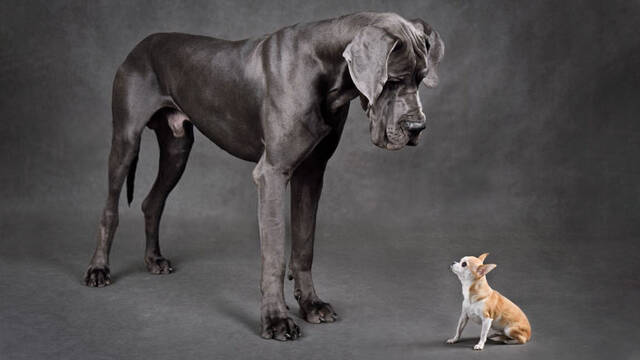 Cientficos descubren la razn por la que los perros grandes viven menos tiempos que los perros pequeos