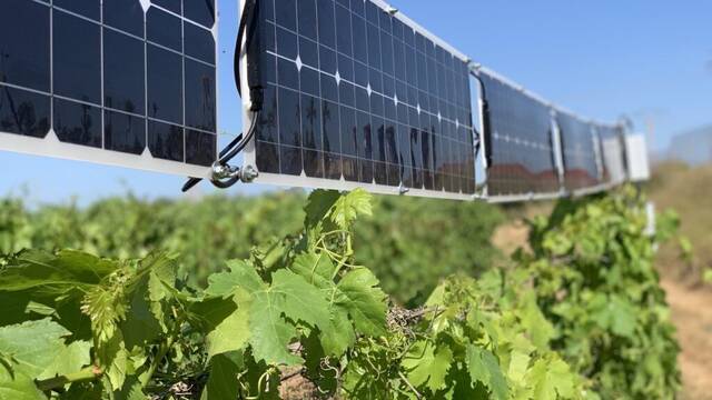 Unos agricultores italianos han descubierto cmo utilizar placas solares para mejorar la calidad del vino