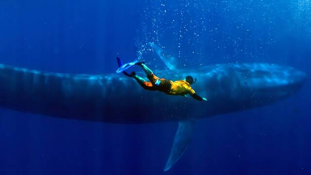 Cientficos se encuentran en el ocano con un coloso marino tras dcadas de silencio: 'Empezamos a llorar sin parar'