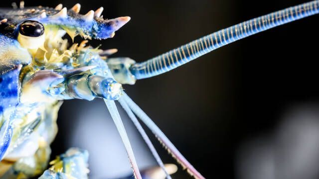 Cient�ficos at�nitos descubren un depredador marino tan raro que solo aparece uno de cada dos millones