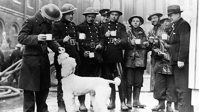 La 'Gran Masacre de Mascotas': cuando Reino Unido sacrific� 750.000 animales antes por miedo a la guerra