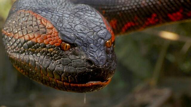 La nueva pel�cula de 'Anaconda' con Jack Black y Paul Rudd muestra primeras im�genes y confirma lo esperado
