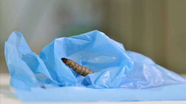 Cientficos descubren una oruga que podra tener la clave para la supervivencia humana: 'Come plstico en un tiempo rcord'