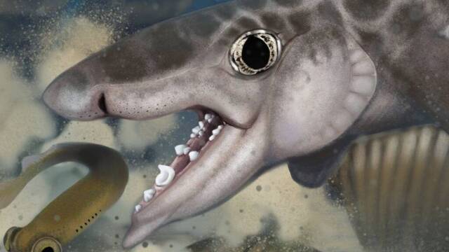 Cient�ficos, desconcertados, encuentran una antigua bestia marina que se cre�a extinta desde hace 50 a�os