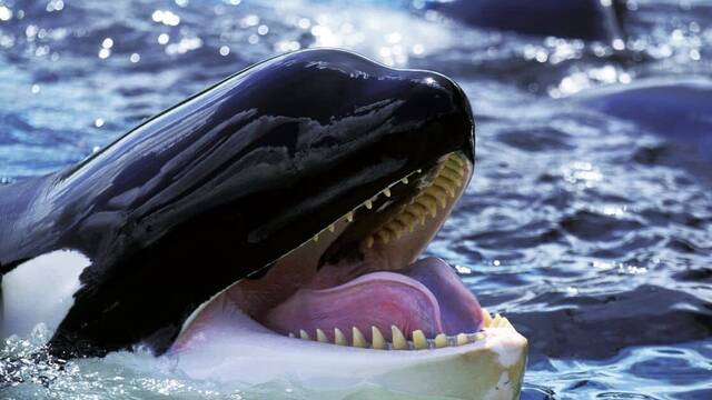 Alarma y preocupaci�n por los misteriosos ataques de Orcas en Espa�a: m�s de 500 incidentes desde 2020 intrigan a cient�ficos