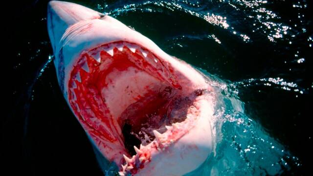 Avistado un enorme tiburn muerto por mordeduras de una desconocida bestia en las playas de Espaa: 'No sabemos qu es'