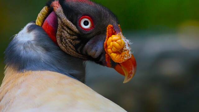Un estudio demuestra que la humanidad es responsable de la extinci�n de m�s de 1400 especies de aves y es preocupante