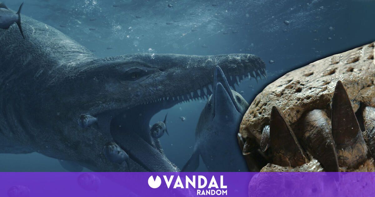Paleontologists have discovered the giant skull of a terrifying Jurassic carnivore called the T. rex of the ocean