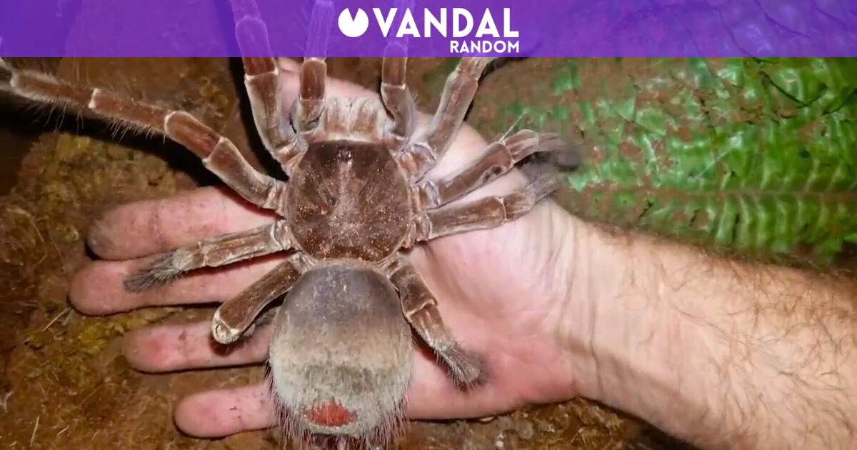 La colosal araña Goliat domina el Amazonas: un letal 'superdepredador ...