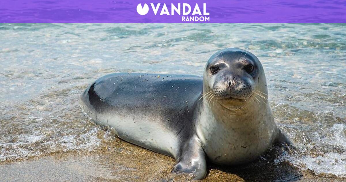 Cataluña quiere recuperar las focas en el Mediterráneo y los pescadores alertan: pueden comer más de 30 kilos de peces al día