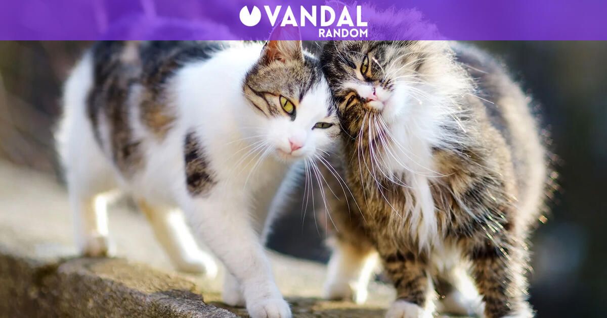 Un veterinario revela cuáles son las mejores razas de gatos para tener ...