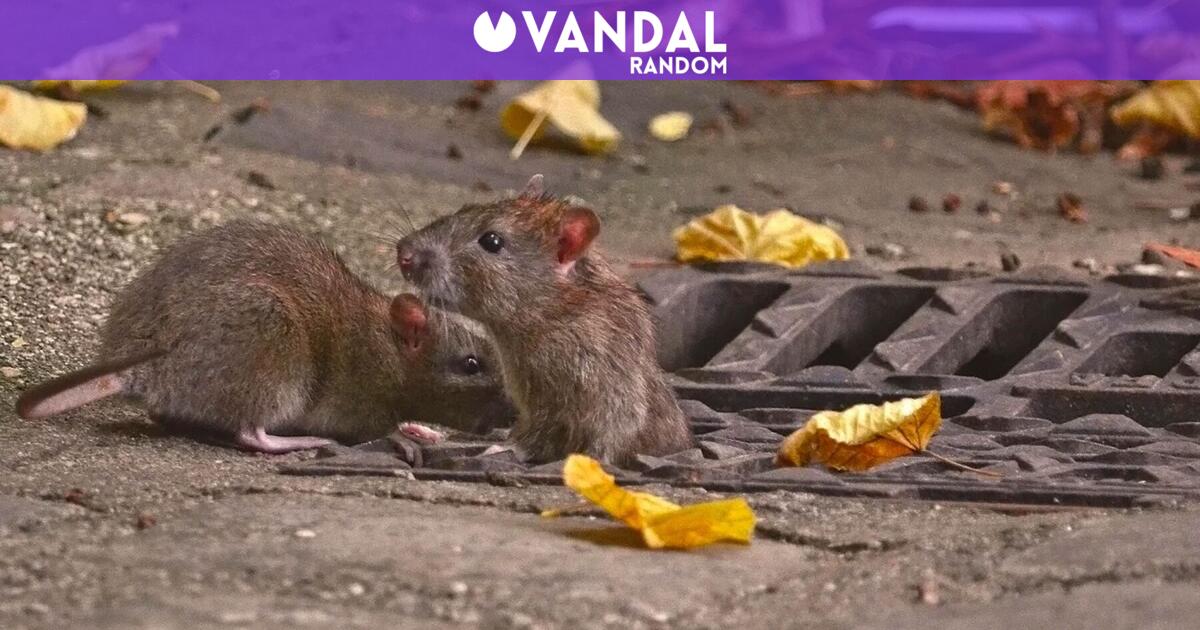 Alarma y preocupación por la silenciosa plaga de ratas y serpientes en ...