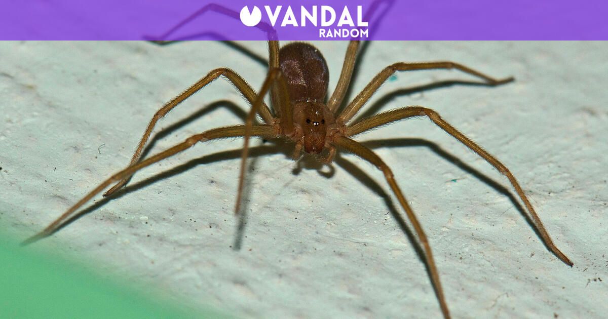 La peligrosa araña violinista también vive en España: en qué zonas vive ...