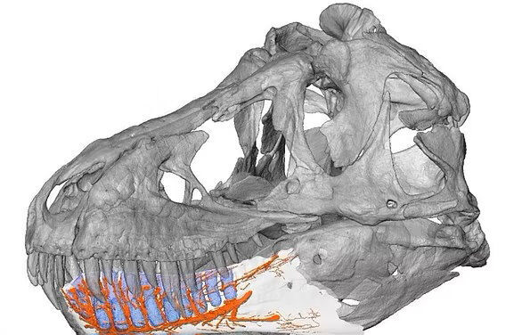 mandibula t rex